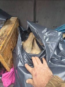 Изпълнителна агенция по горите | Новини