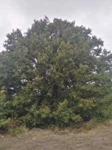 Две вековни дървета са обявени за защитени